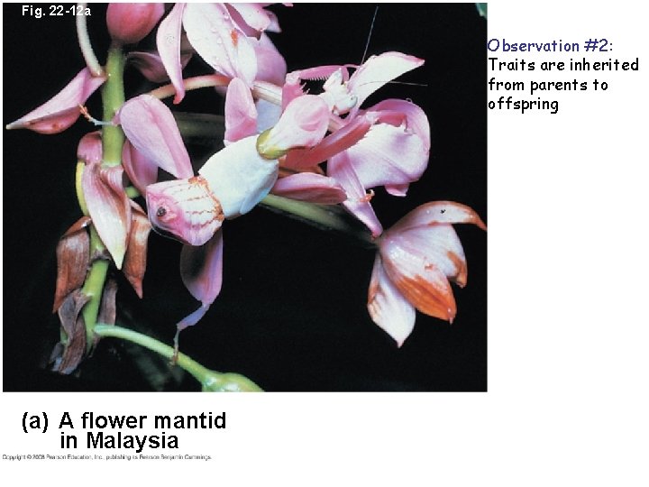 Fig. 22 -12 a Observation #2: Traits are inherited from parents to offspring (a)