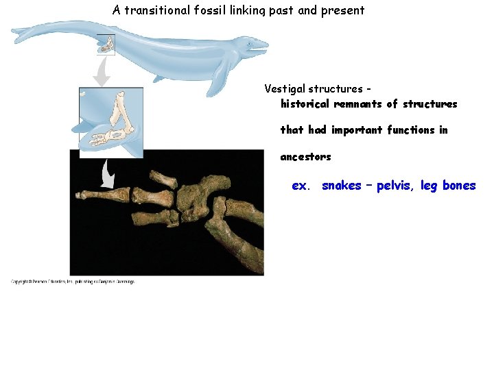 A transitional fossil linking past and present Vestigal structures historical remnants of structures that