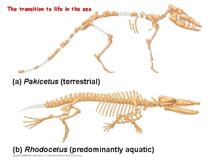 Fig. 22 -16 ab The transition to life in the sea (a) Pakicetus (terrestrial)