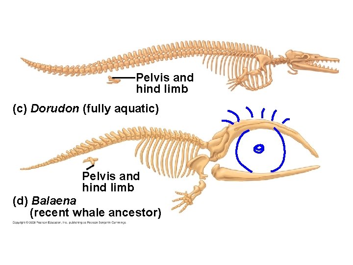 Fig. 22 -16 cd Pelvis and hind limb (c) Dorudon (fully aquatic) Pelvis and