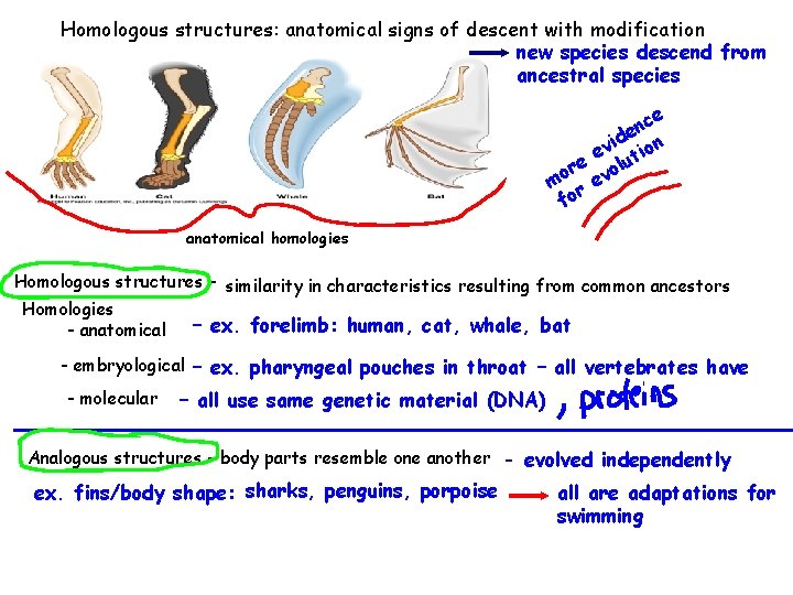 Homologous structures: anatomical signs of descent with modification new species descend from ancestral species