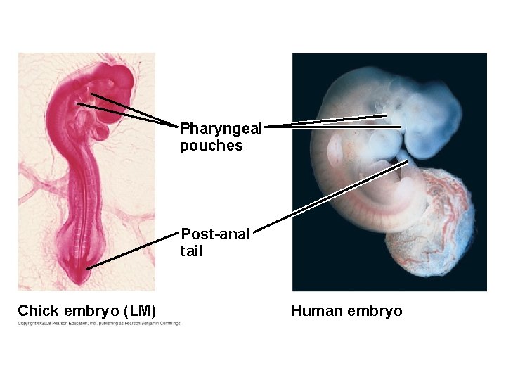 Fig. 22 -18 Pharyngeal pouches Post-anal tail Chick embryo (LM) Human embryo 