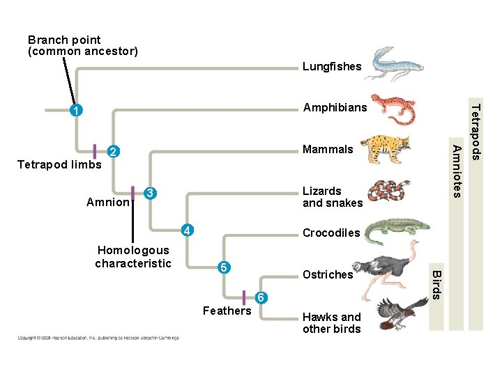 Fig. 22 -19 Branch point (common ancestor) Lungfishes Amnion Lizards and snakes 3 4