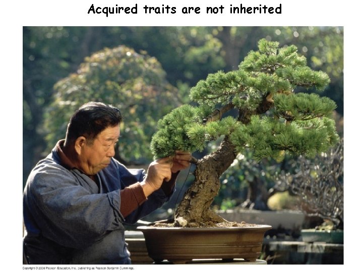 Acquired traits are not inherited 