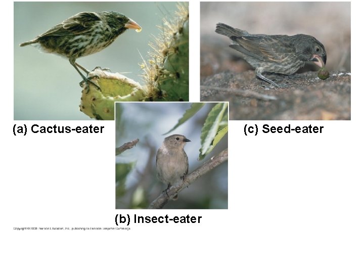 (a) Cactus-eater (c) Seed-eater (b) Insect-eater 