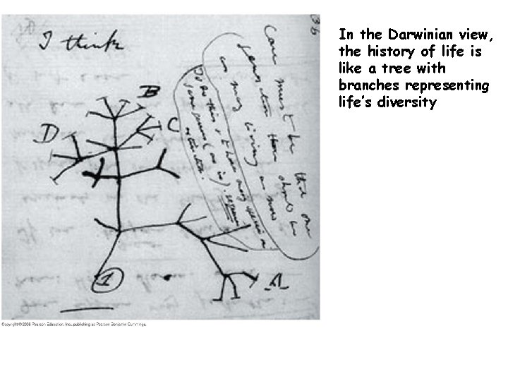 In the Darwinian view, the history of life is like a tree with branches