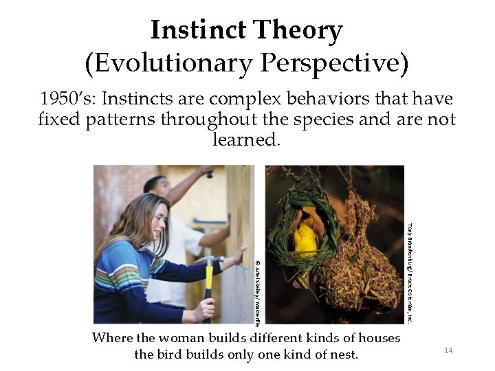 Instinct Theory (Evolutionary Perspective) 1950’s: Instincts are complex behaviors that have fixed patterns throughout