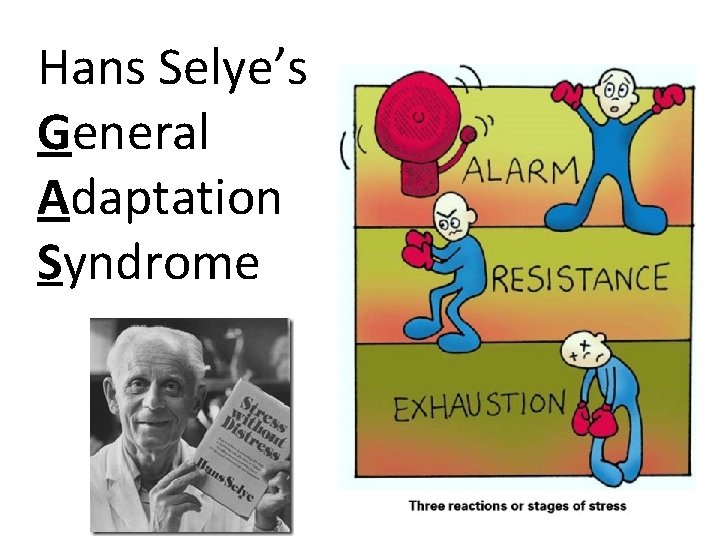 Hans Selye’s General Adaptation Syndrome 