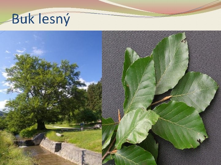 Buk lesný 