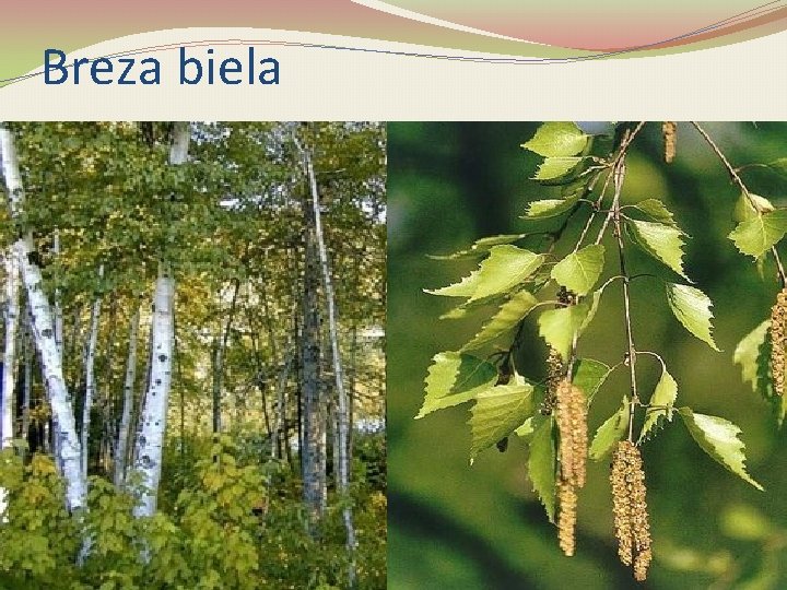 Breza biela 