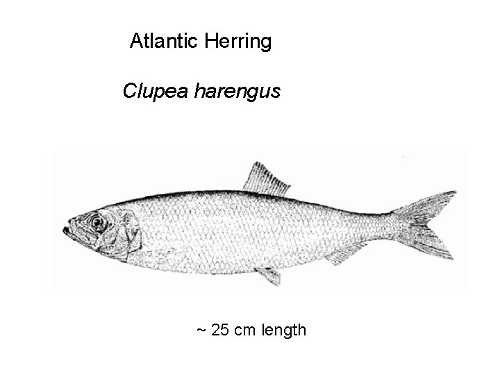 Atlantic Herring Clupea harengus ~ 25 cm length 