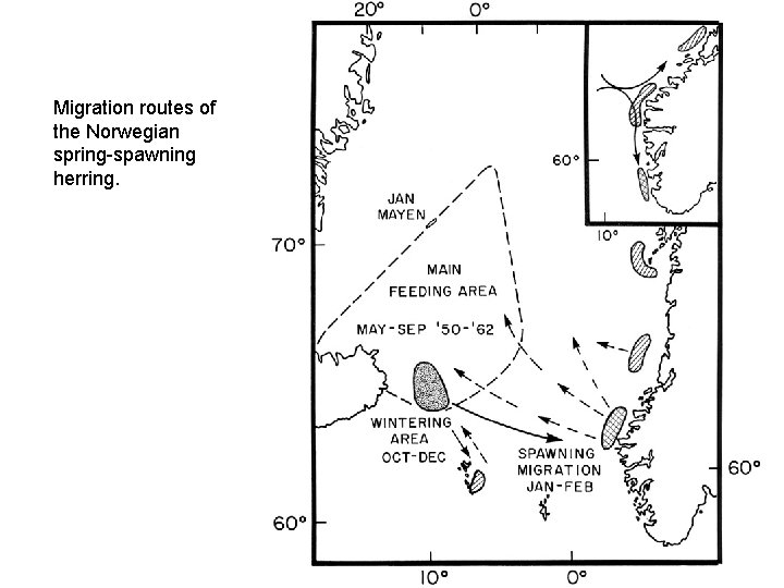 Migration routes of the Norwegian spring-spawning herring. 