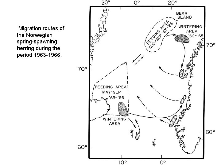 Migration routes of the Norwegian spring-spawning herring during the period 1963 -1966. 