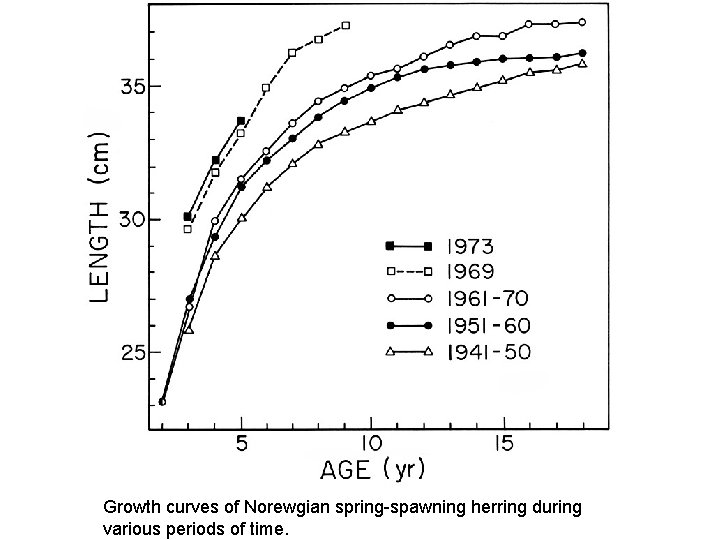 Growth curves of Norewgian spring-spawning herring during various periods of time. 