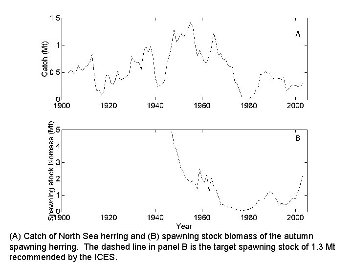 (A) Catch of North Sea herring and (B) spawning stock biomass of the autumn