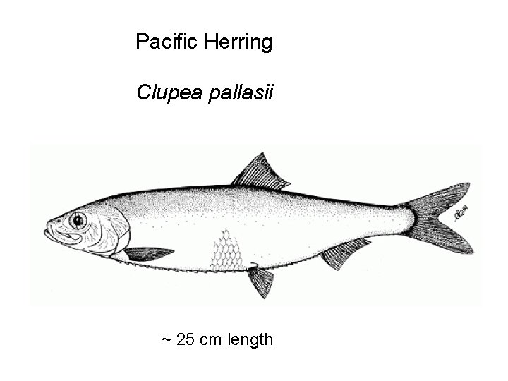 Pacific Herring Clupea pallasii ~ 25 cm length 