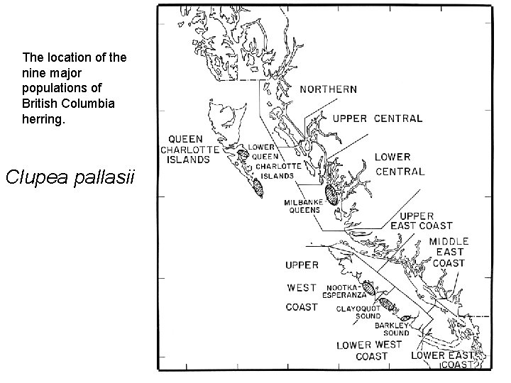 The location of the nine major populations of British Columbia herring. Clupea pallasii 