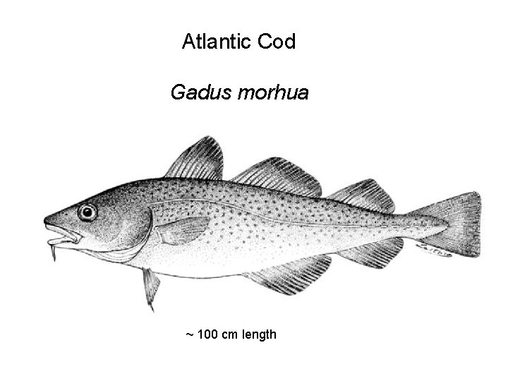 Atlantic Cod Gadus morhua ~ 100 cm length 