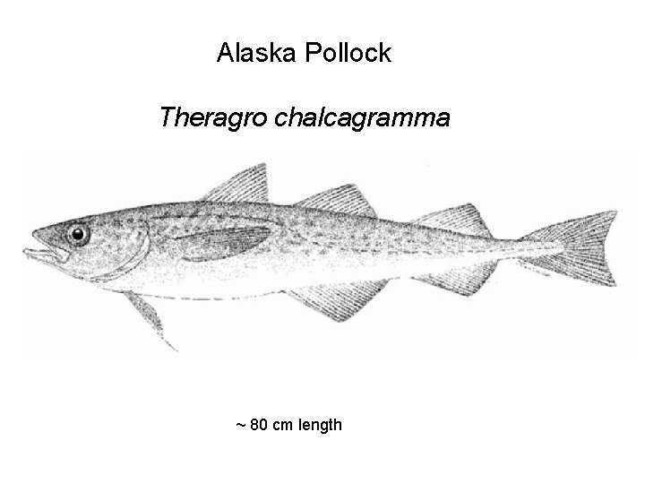 Alaska Pollock Theragro chalcagramma ~ 80 cm length 
