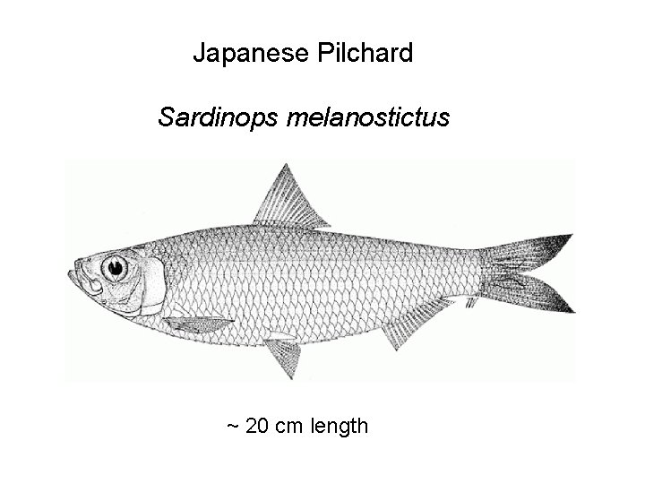 Japanese Pilchard Sardinops melanostictus ~ 20 cm length 