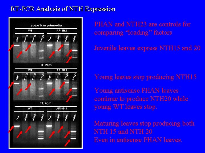 RT-PCR Analysis of NTH Expression PHAN and NTH 23 are controls for comparing “loading”