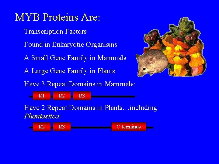 MYB Proteins Are: Transcription Factors Found in Eukaryotic Organisms A Small Gene Family in