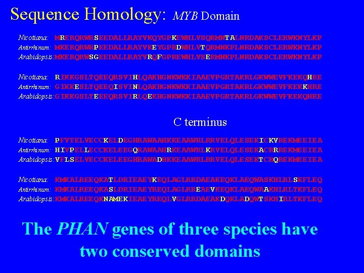 Sequence Homology: MYB Domain Nicotiana: MRERQRWRSEEDALLRAYVKQYGPKEWHLVSQRMNTALNRDAKSCLERWKNYLKP MKERQRWRPEEDALLRAYVKEYGPRDWHLVTQRMNKPLNRDAKSCLERWKNYLKP Arabidopsis: MKERQRWSGEEDALLRAYVRQFGPREWHLVSERMNKPLNRDAKSCLERWKNYLKP Antirrhinum: Nicotiana: RIKKGSLTQEEQRSVIHLQAKHGNKWKKIAAEVPGRTAKRLGKWWEVFKEKQHRE GIKKESLTQEEQISVINLQAKHGNKWKKIAAEVPGRTAKRLGKWWEVFKEKKHRE Arabidopsis: