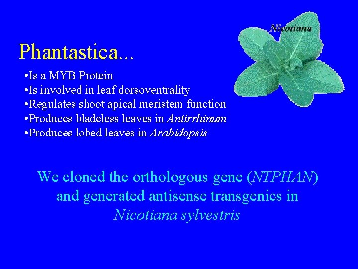 Phantastica. . . • Is a MYB Protein • Is involved in leaf dorsoventrality