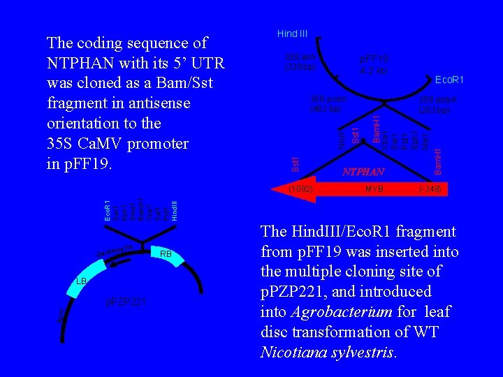 p. FF 19 4. 2 kb Bam. H 1 Xba 1 Sal 1 Pst