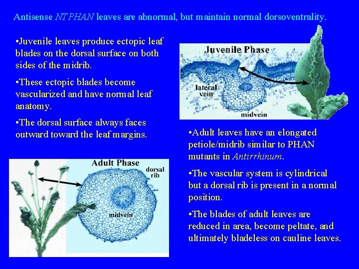 Antisense NTPHAN leaves are abnormal, but maintain normal dorsoventrality. • Juvenile leaves produce ectopic