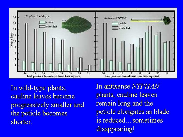 In wild-type plants, cauline leaves become progressively smaller and the petiole becomes shorter. In