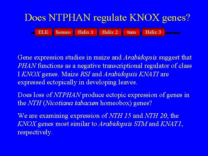 Does NTPHAN regulate KNOX genes? ELK homeo Helix 1 Helix 2 turn Helix 3