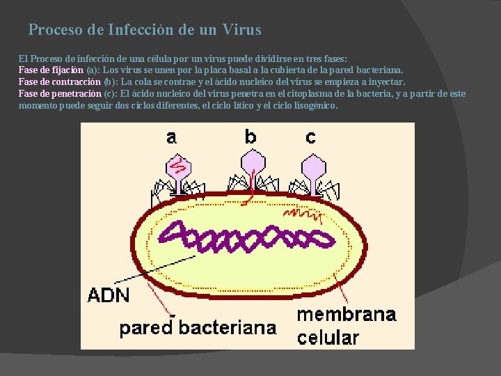 Proceso de Infección de un Virus El Proceso de infección de una célula por