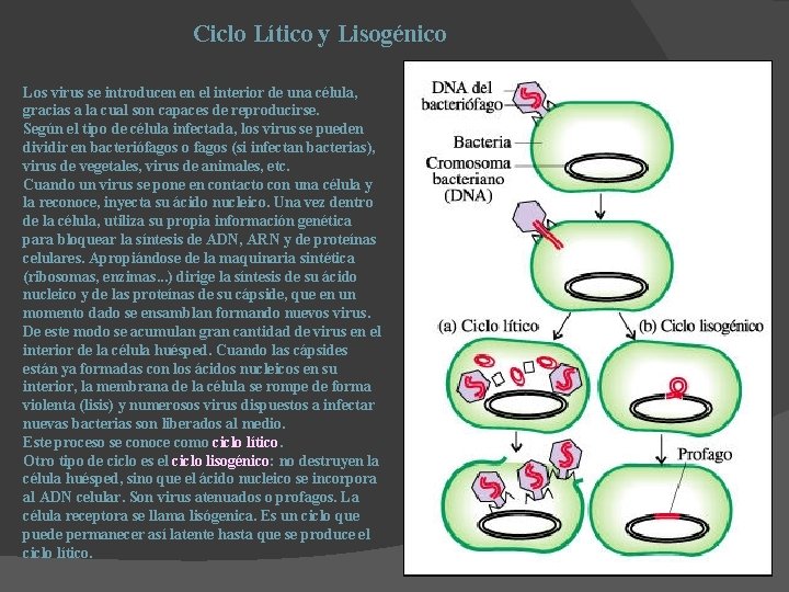 Ciclo Lítico y Lisogénico Los virus se introducen en el interior de una célula, Ciclo Lítico y Lisogénico Los virus se introducen en el interior de una célula,