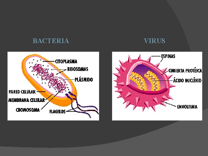 BACTERIA VIRUS BACTERIA VIRUS