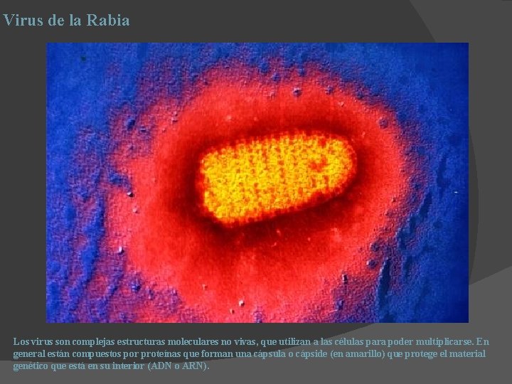 Virus de la Rabia Los virus son complejas estructuras moleculares no vivas, que utilizan Virus de la Rabia Los virus son complejas estructuras moleculares no vivas, que utilizan