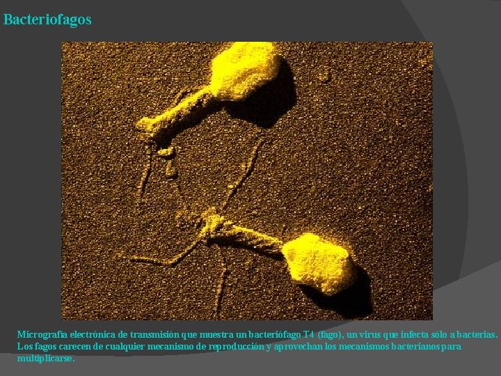 Bacteriofagos Micrografía electrónica de transmisión que muestra un bacteriófago T 4 (fago), un virus Bacteriofagos Micrografía electrónica de transmisión que muestra un bacteriófago T 4 (fago), un virus