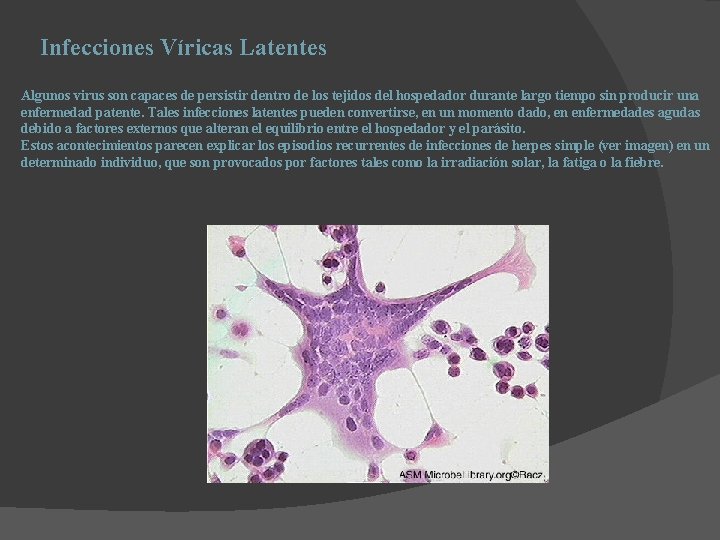 Infecciones Víricas Latentes Algunos virus son capaces de persistir dentro de los tejidos del