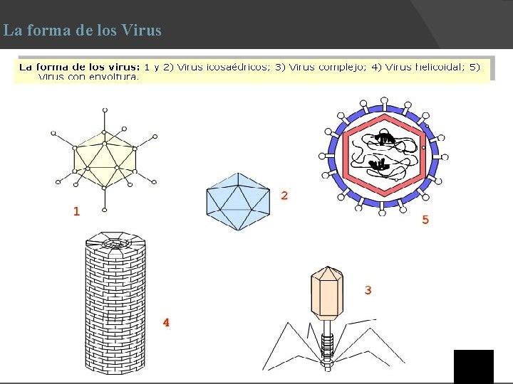 La forma de los Virus 