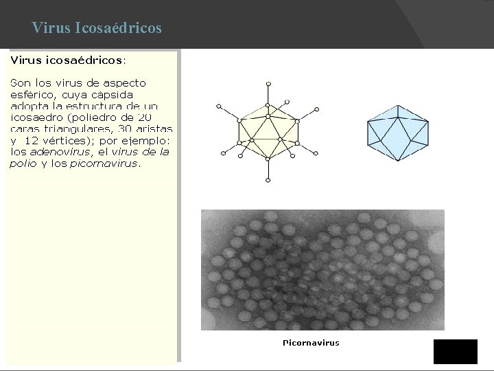 Virus Icosaédricos 