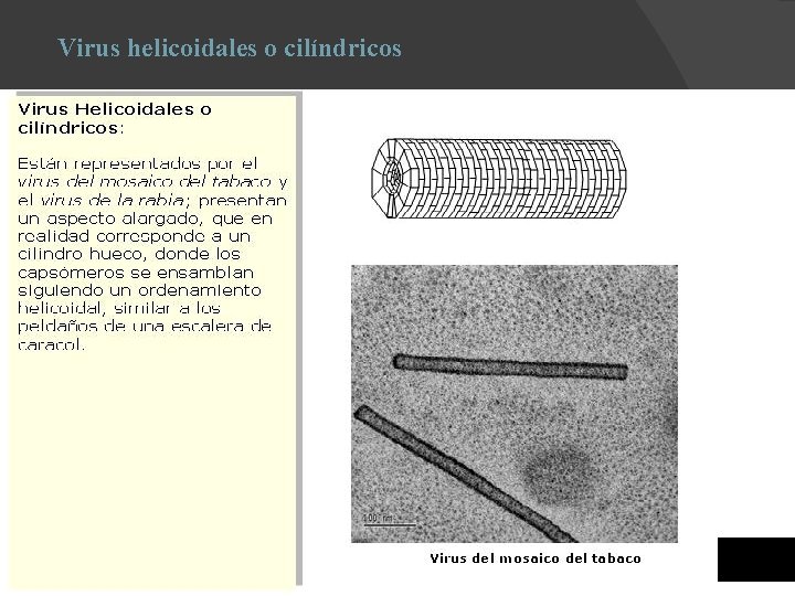 Virus helicoidales o cilíndricos 