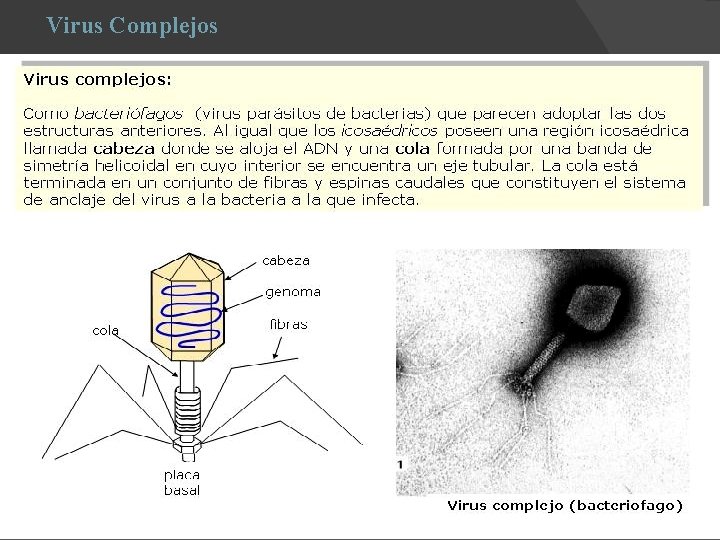 Virus Complejos 