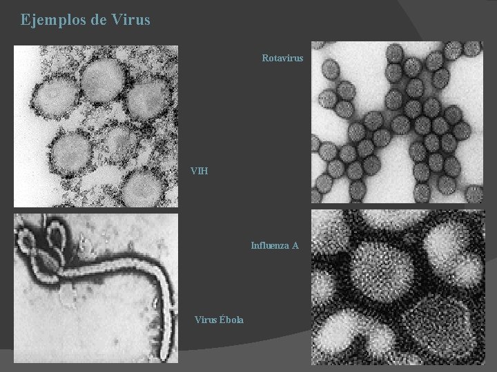 Ejemplos de Virus Rotavirus VIH Influenza A Virus Ébola 