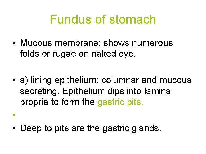 Fundus of stomach • Mucous membrane; shows numerous folds or rugae on naked eye. Fundus of stomach • Mucous membrane; shows numerous folds or rugae on naked eye.