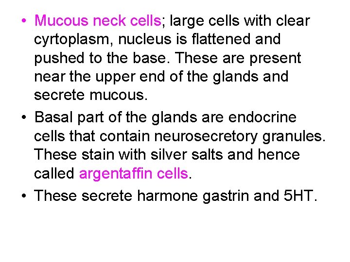 • Mucous neck cells; large cells with clear cyrtoplasm, nucleus is flattened and • Mucous neck cells; large cells with clear cyrtoplasm, nucleus is flattened and