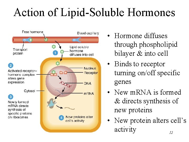 Action of Lipid-Soluble Hormones • Hormone diffuses through phospholipid bilayer & into cell •