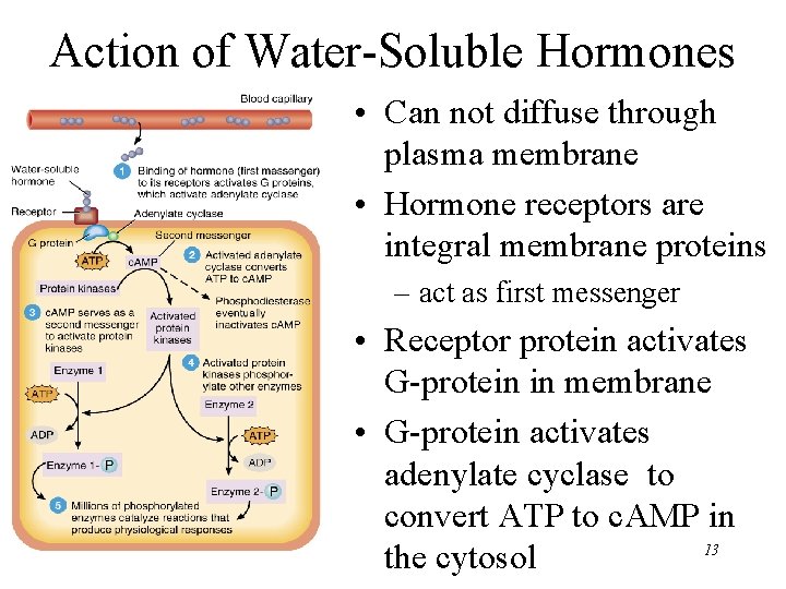 Action of Water-Soluble Hormones • Can not diffuse through plasma membrane • Hormone receptors