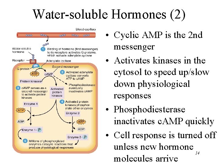 Water-soluble Hormones (2) • Cyclic AMP is the 2 nd messenger • Activates kinases