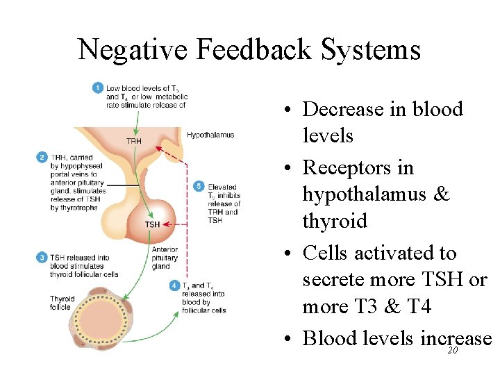 Negative Feedback Systems • Decrease in blood levels • Receptors in hypothalamus & thyroid