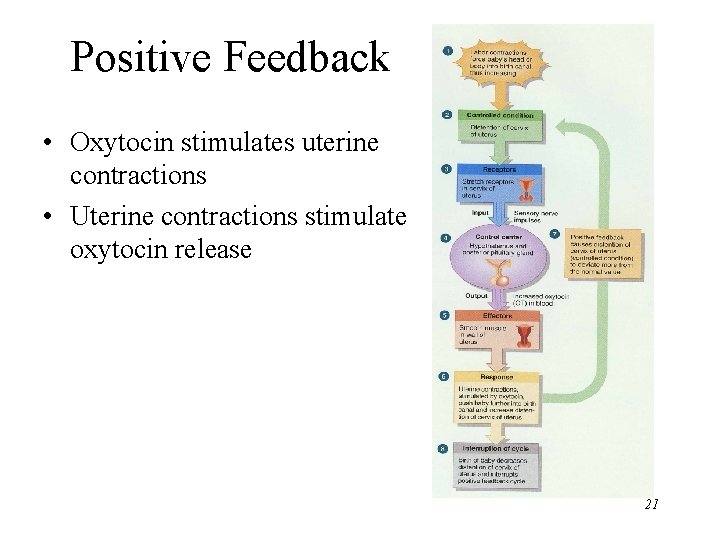Positive Feedback • Oxytocin stimulates uterine contractions • Uterine contractions stimulate oxytocin release 21